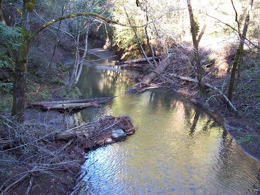 Samual P. Taylor State Park