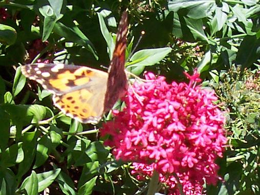 Butterfly on milkweed