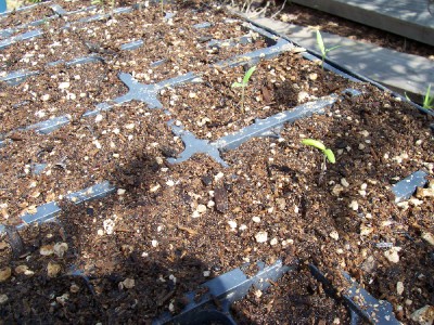 tomato sprouts
