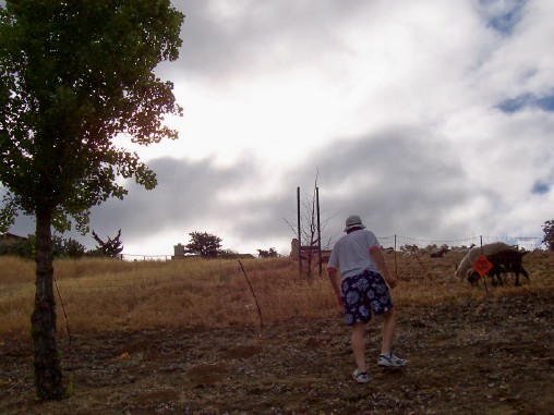 Big Daddy with goats