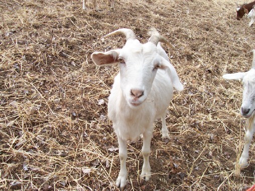 white goat