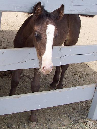 Foal
