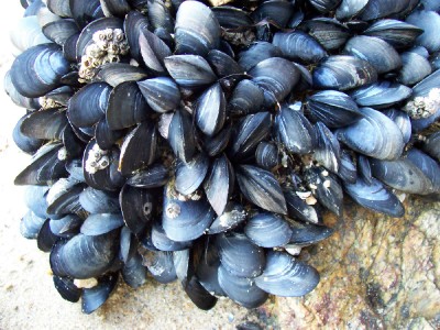 Mussels