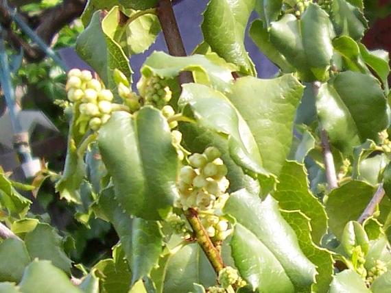 Holly Leaf Cherry