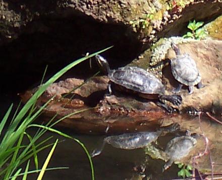 more turtles