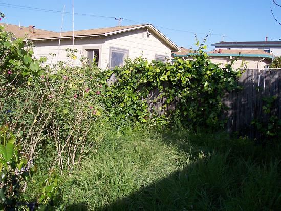 weedy grasses and ivy