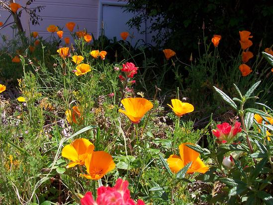 paintbrush and poppies