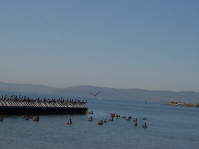 pelicans