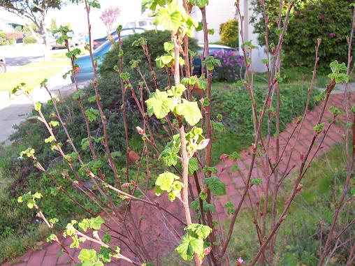 Ribes Sanguineum