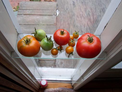 Tomatoes
