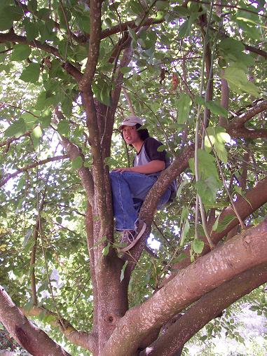 Jeff in tree