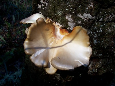 fungus
