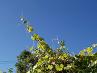 Grapevine