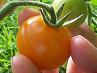 first tomato