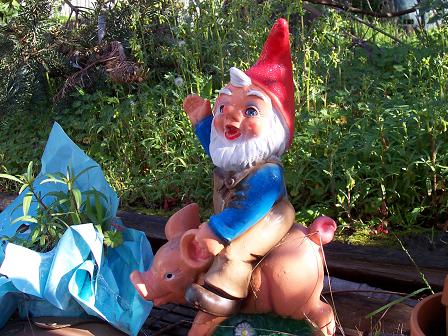 the gnome